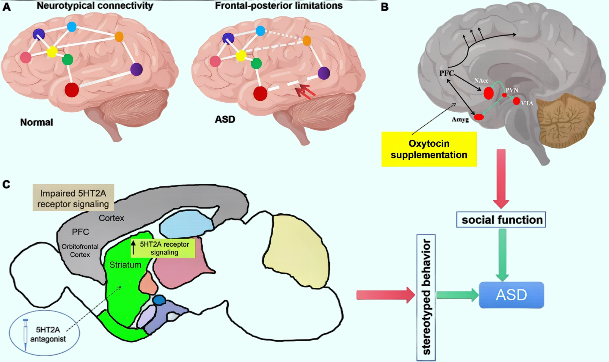 What is Oxytocin?