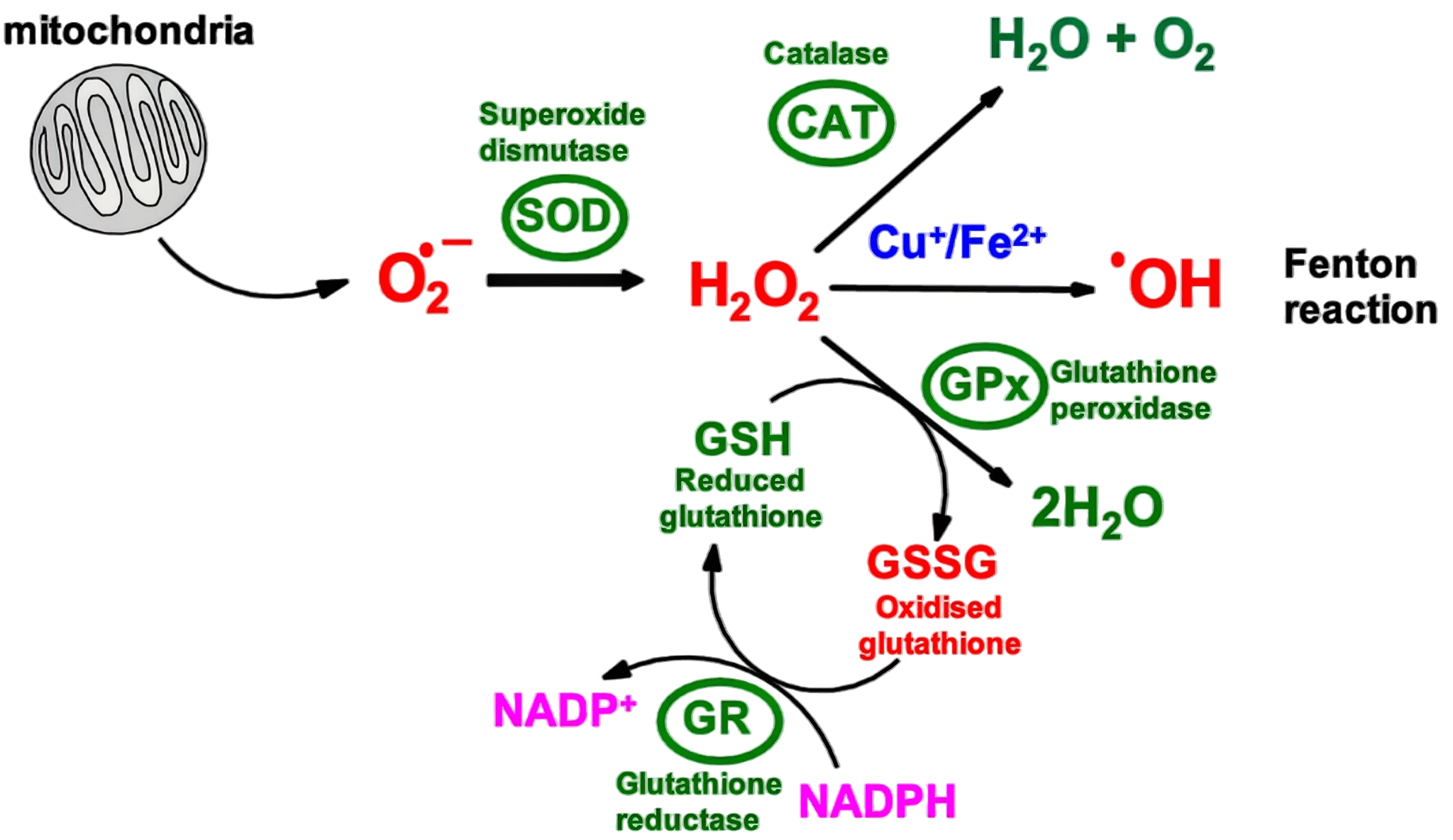 Glutathione: Enhancing Antioxidant Capacity