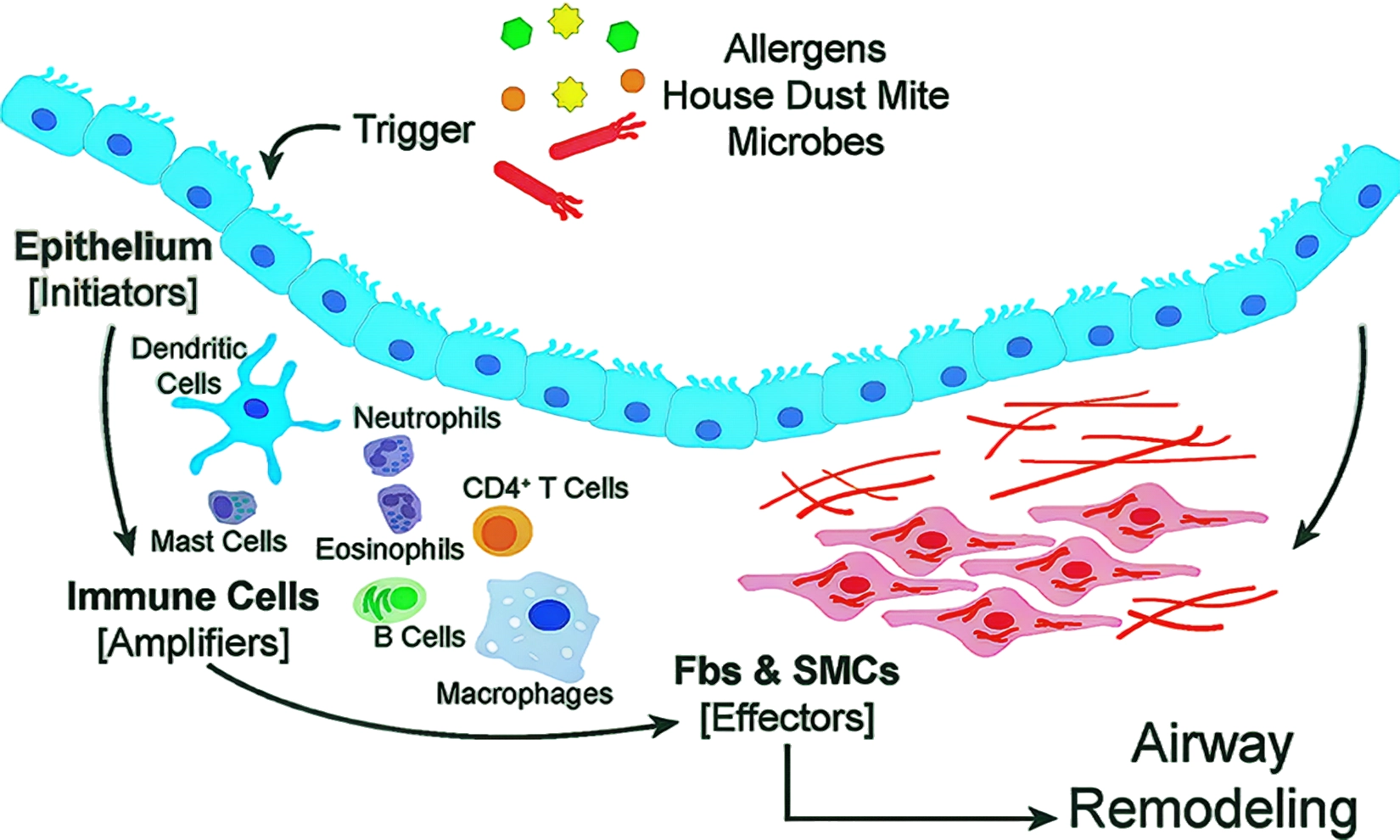 Anti-inflammatory Effects of Bronchogen on Airway Inflammation in Patients with Asthma and Chronic B