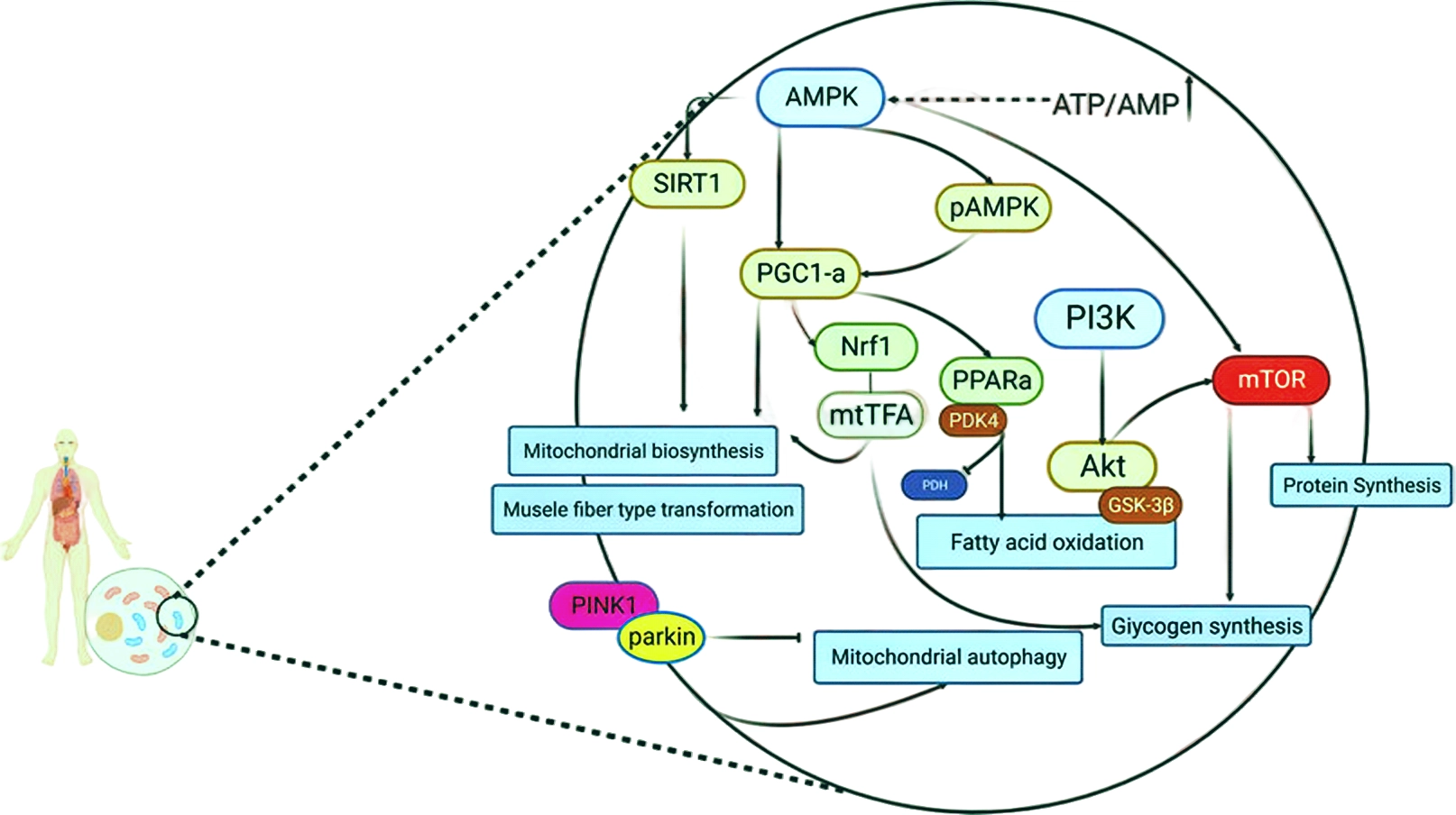 The Role of Vilon in Regulating Energy Metabolism Pathways for Fatigue Resistance and Exercise Endur