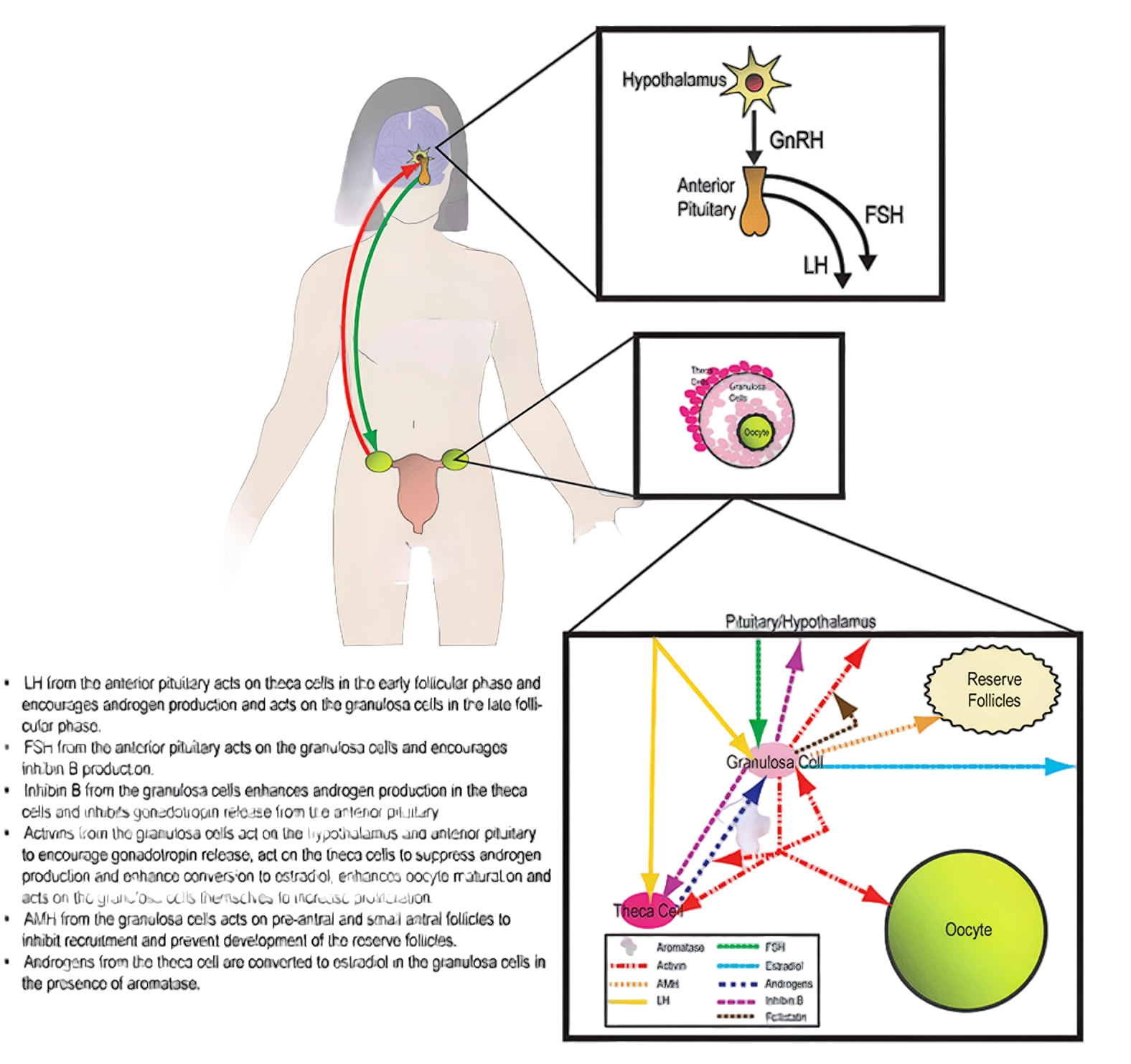 The Role of Chonluten in Promoting Luteinizing Hormone Production in Reproductive Endocrine Regulati