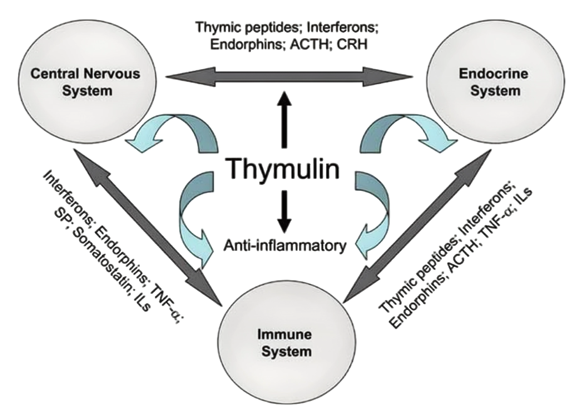 Thymulin: Regulating Immune System Function