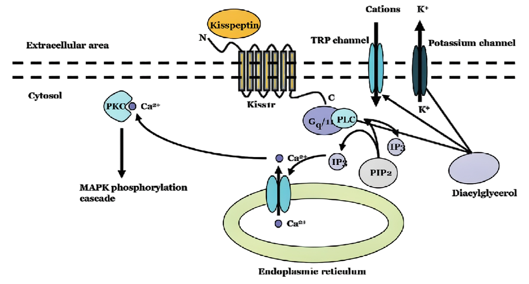Kisspeptin: Applications in Reproductive Health and Enhancement of Fertility Functions