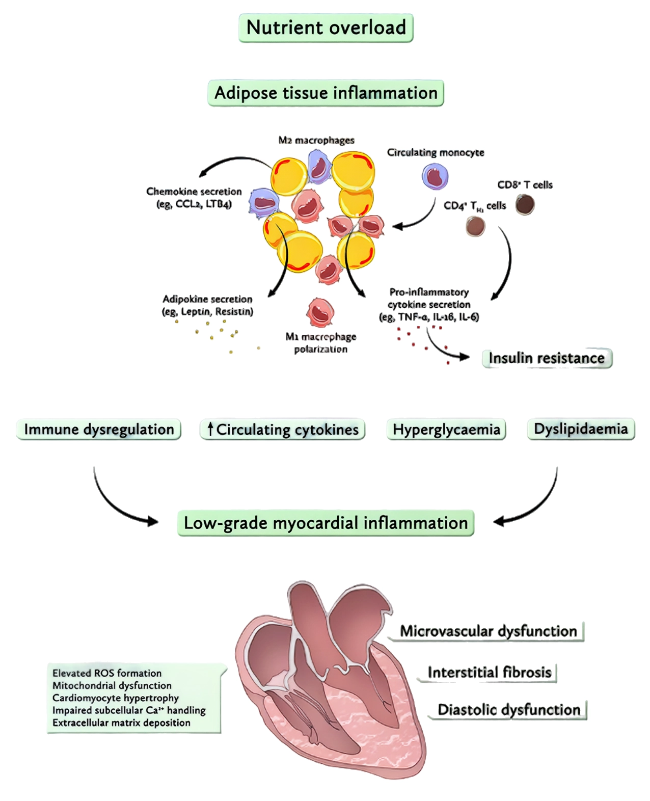 Corgaten Regulates Myocardial Energy Metabolism