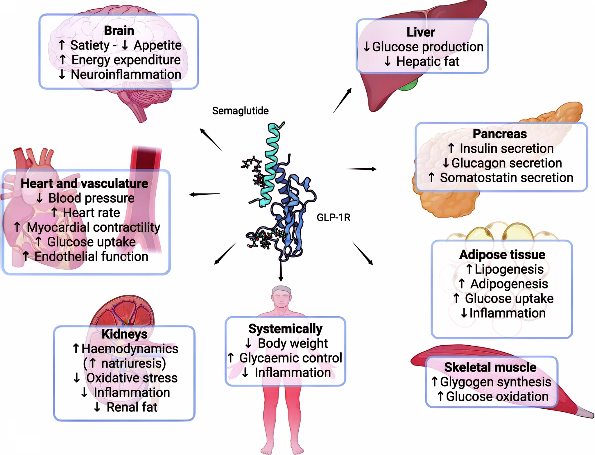 Cagrilintide for Glycemic Control and Weight Management in Patients with Type 2 Diabetes
