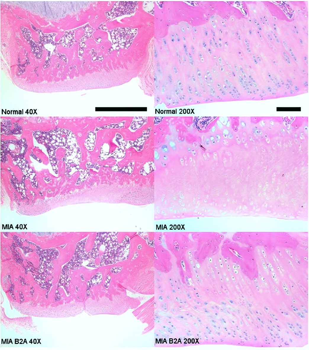 Chonluten: A Repair Peptide