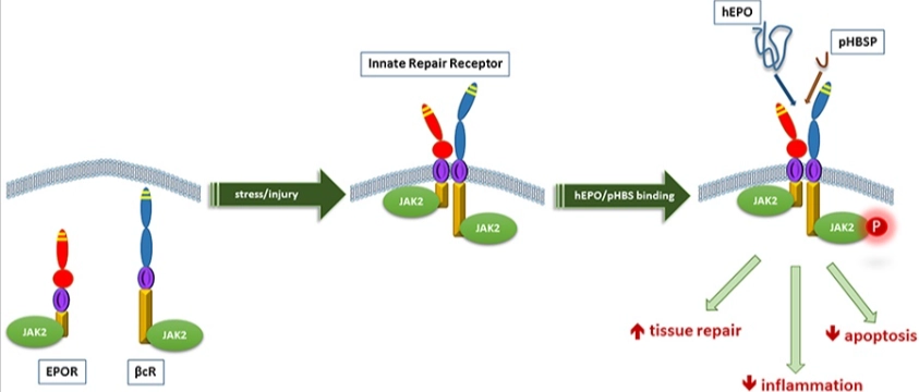 ARA-290: For Inflammation Regulation