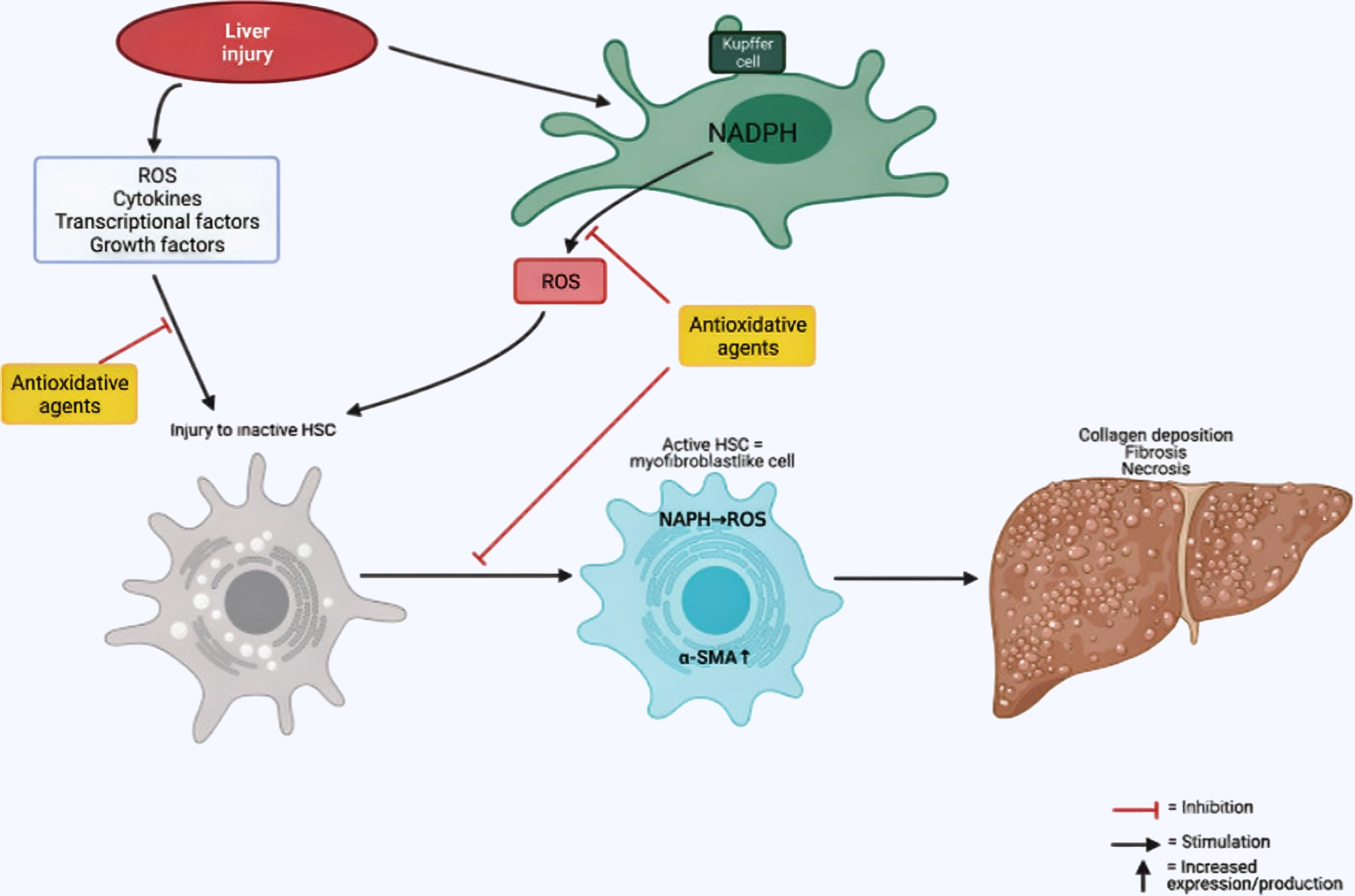 Vilon: Anti-inflammatory