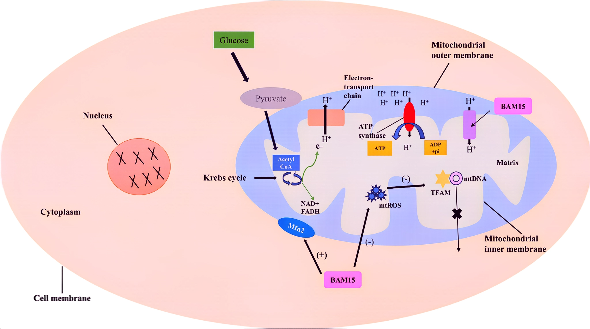 Bam15: Regulating Metabolic Function
