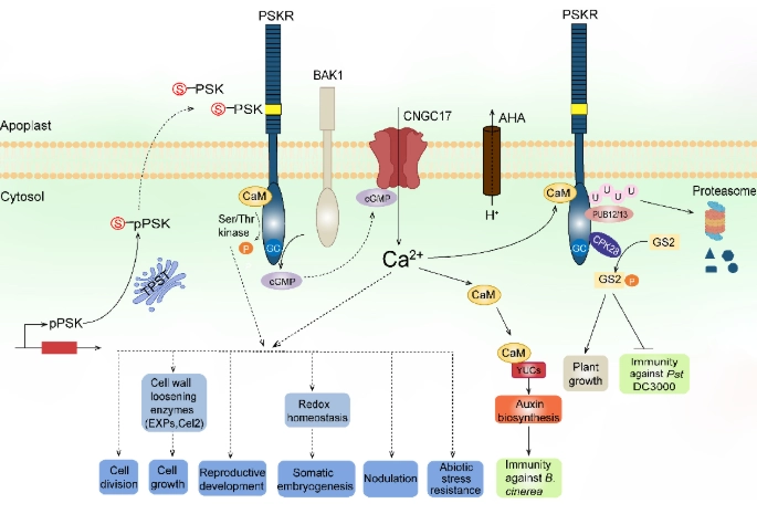 Peptide Analysis: Structure, Function, and Applications