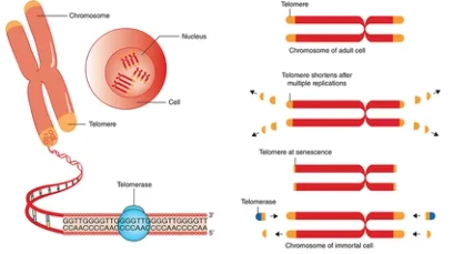 The Effects of Telomeres on Aging and Autophagy