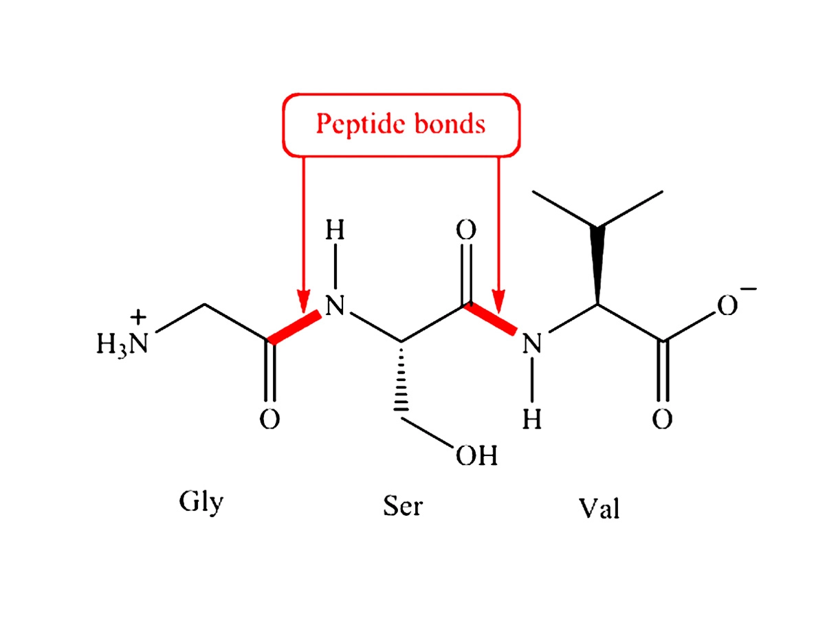 Peptide Bond
