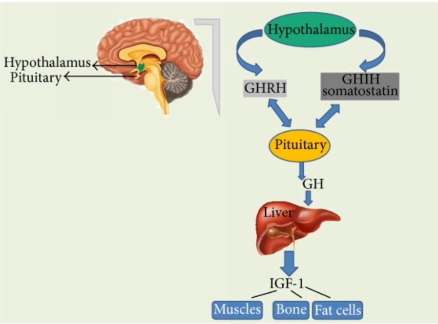 Growth Hormone-Releasing Peptide: An Analysis of Structure, Function, and Applications