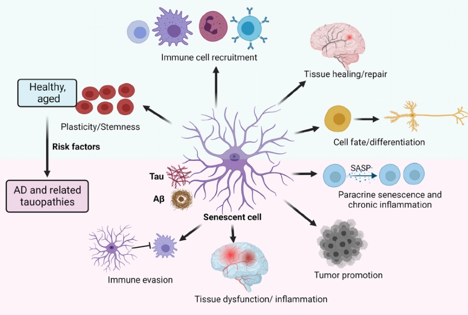 The Role of Senescent Cells in Alzheimer's Disease
