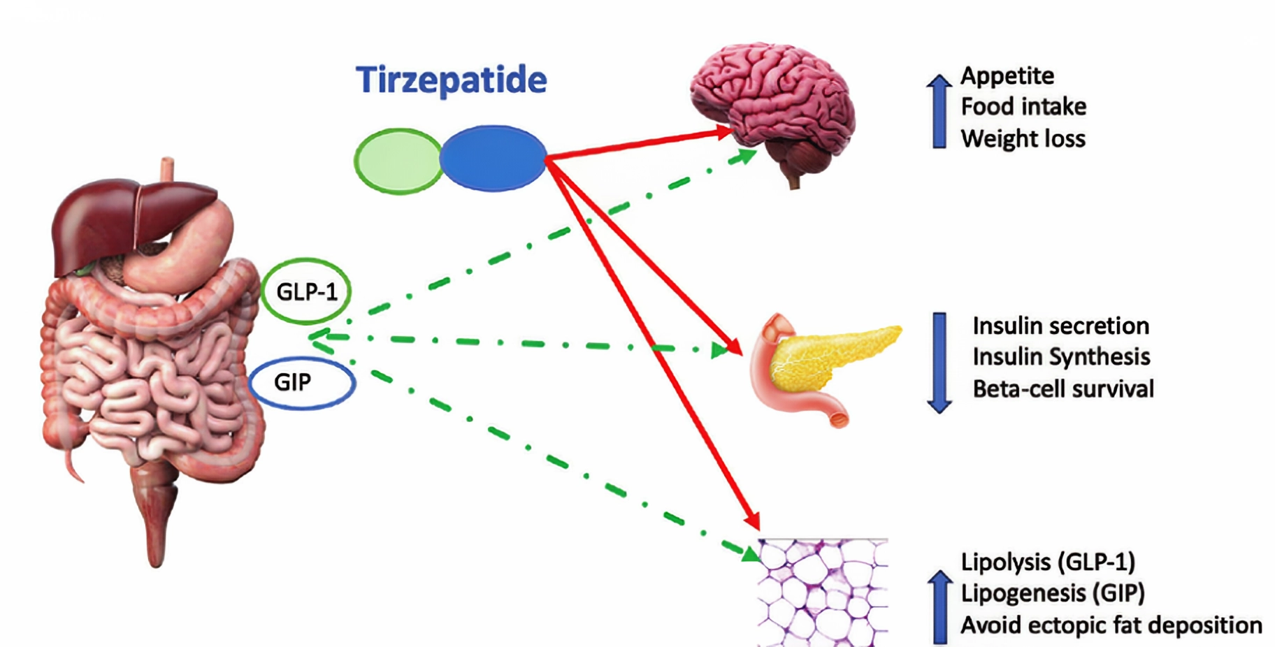 What Is Tirzepatid for Weight Loss?
