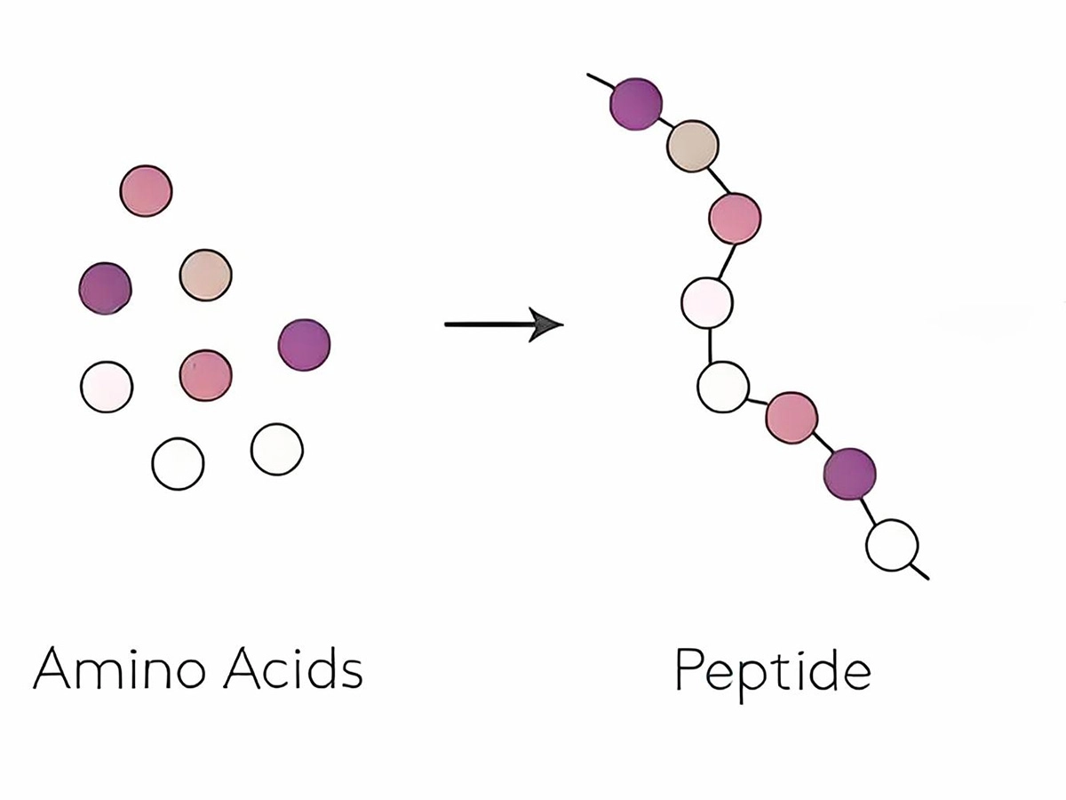 Peptides and Amino Acids