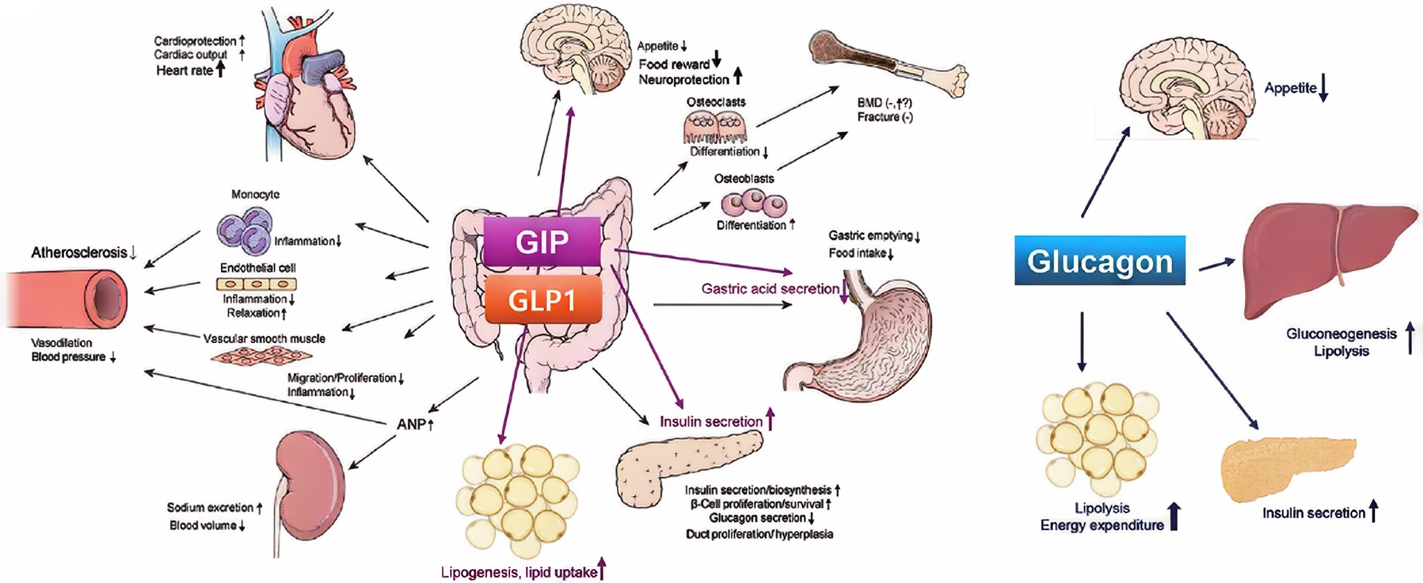 Survodutide's Dual Receptor: Obesity Treatment