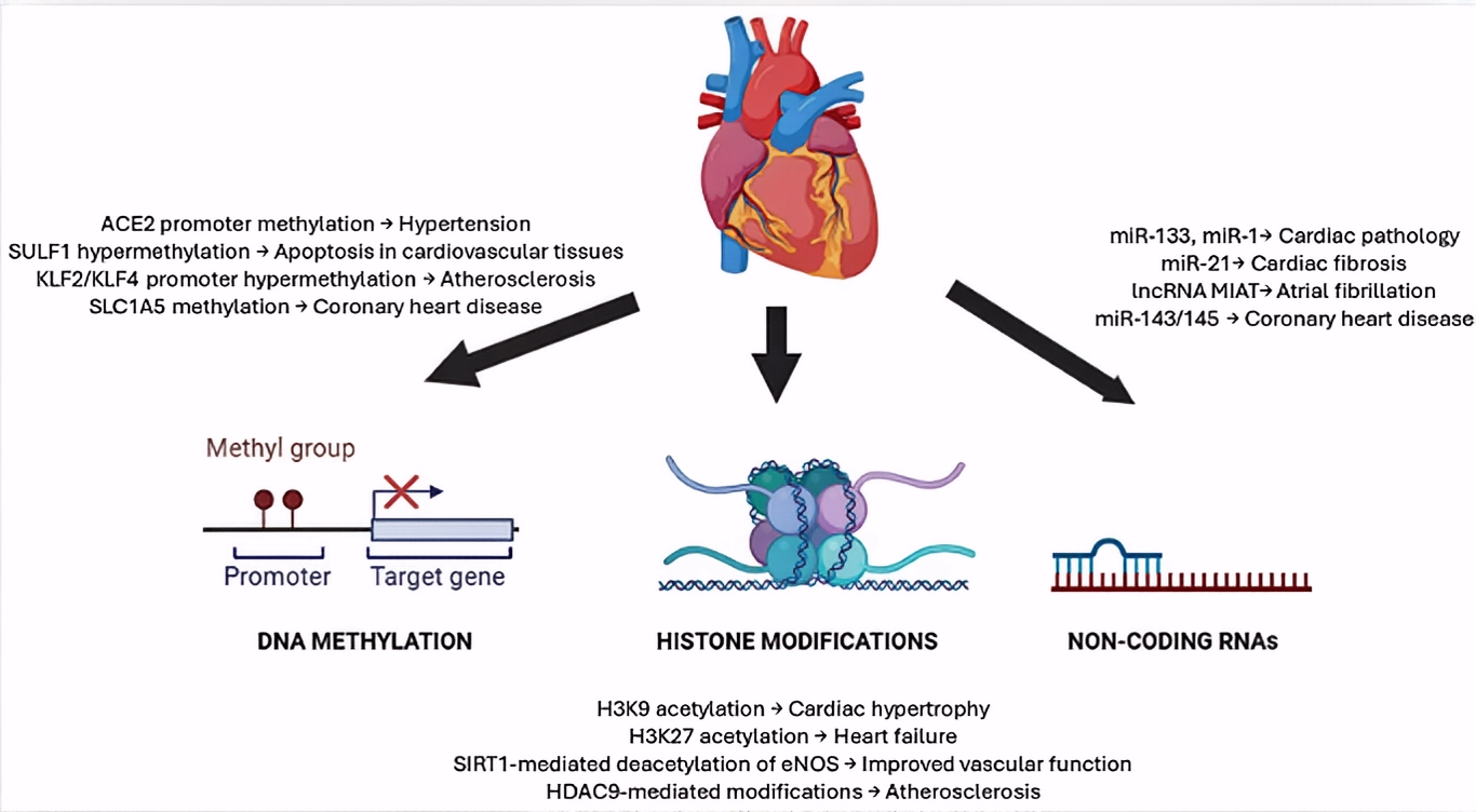 Cardiogen: Application in Cardiovascular Health Maintenance