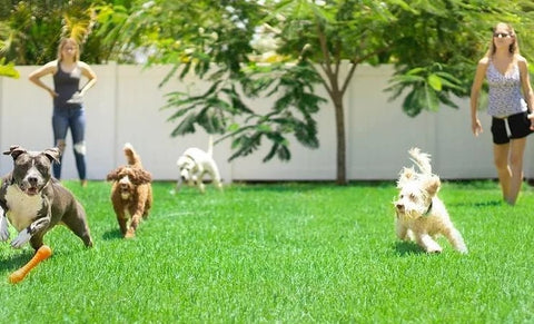 Made from 100% safe, all-natural ingredients. It will keep your lawn looking beautiful without the worry of using harsh and corrosive chemicals.  One week after the grass is completely covered, pets and children can freely play on the lawn. This product has been tested, please rest assured that your pet will like their new synthetic grass!