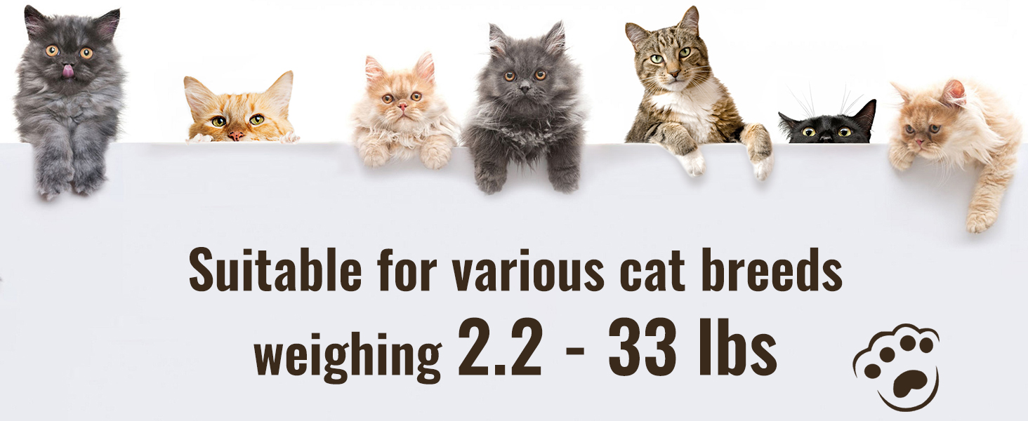 litter box
