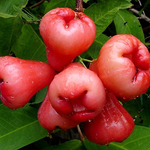 Aiden Gardens Dwarf Wax Apple Fruit Plant -Rose Apple Variety - Good  Growing Wax Apple 1 Live Plant : Amazon.in: Garden & Outdoors