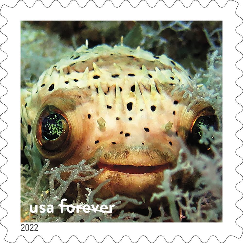 closeup of a fish with large green eyes and several spiky protrusions all over its body