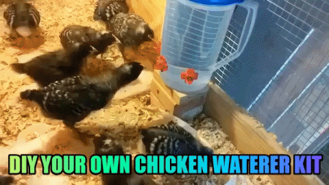 DIY Chicken Waterer Kit