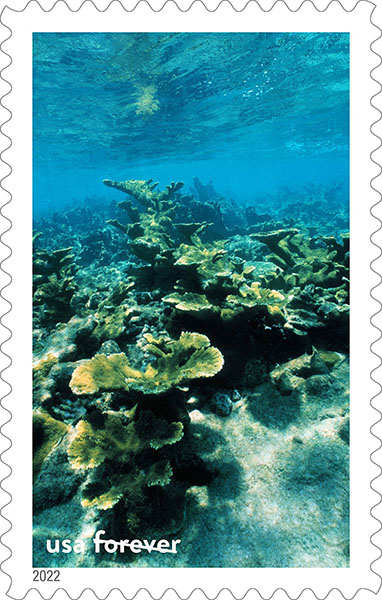 several orange and brown branching corals in shallow water