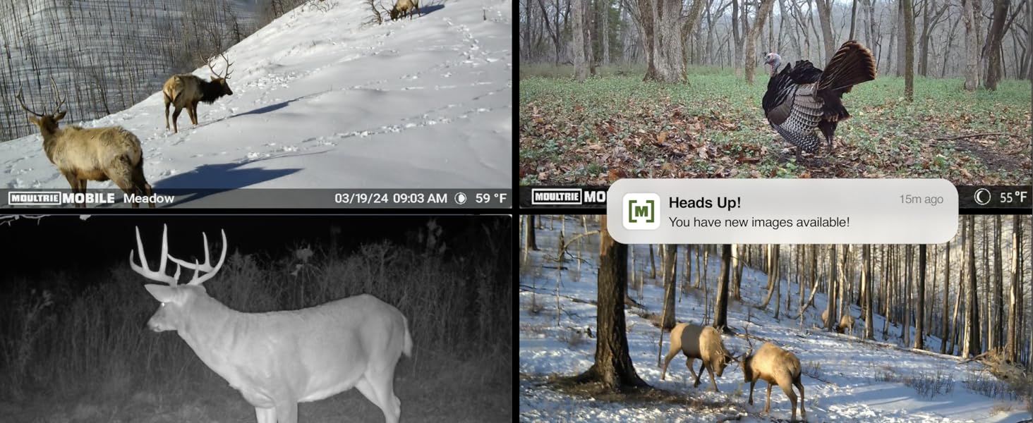 Photos of deer