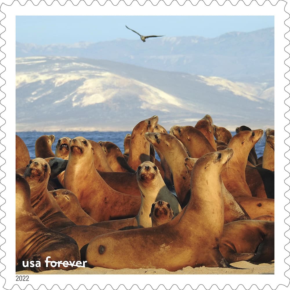 a herd of sea lions gather along the shoreline with a bird flying overhead